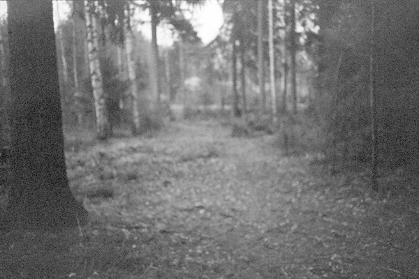 Levein metsän läpi kulkevista poluista marraskuussa 2012. Kuva: Emilia Pippola.