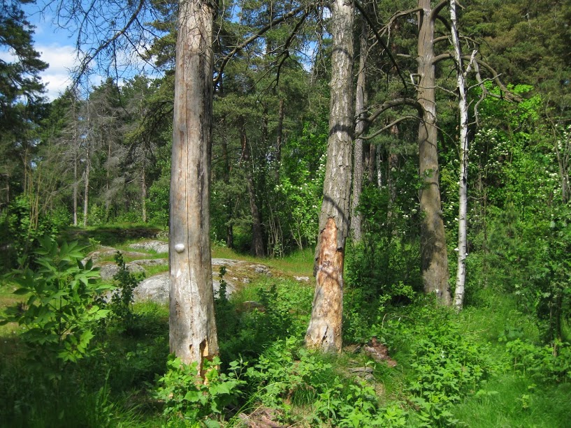 19-Sigurd-Steniuksen-puisto_Munkkiniemi_OMa.jpg